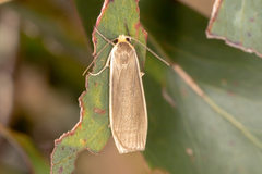 Palaeosia bicosta
