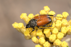 Phyllotocus rufipennis