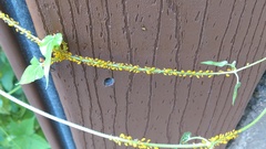 Aphis nerii