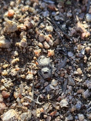 Phidippus octopunctatus