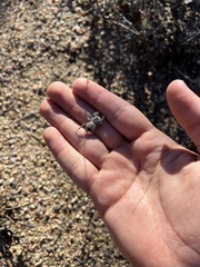 Phidippus octopunctatus