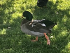 Anas platyrhynchos domesticus