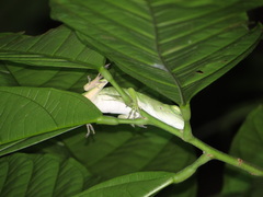 Anolis biporcatus