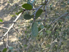 Cercocarpus minutiflorus