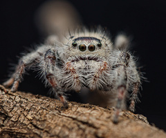 Phidippus octopunctatus