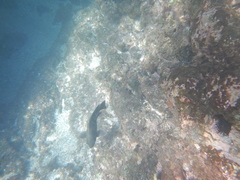Abudefduf