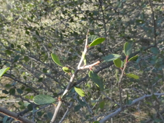 Cercocarpus minutiflorus