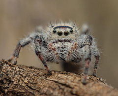 Phidippus octopunctatus
