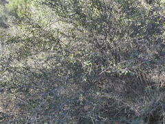 Cercocarpus minutiflorus