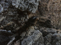 Coelocnemis dilaticollis