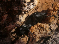 Coelocnemis dilaticollis