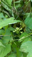 Cynanchum laeve