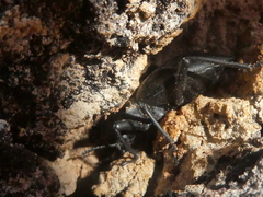 Coelocnemis dilaticollis