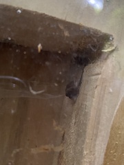 Bityla defigurata