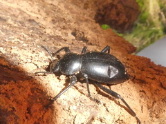Coelocnemis dilaticollis