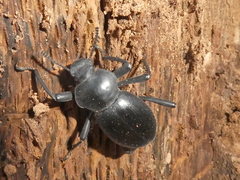 Coelocnemis dilaticollis