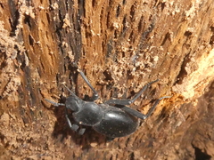 Coelocnemis dilaticollis