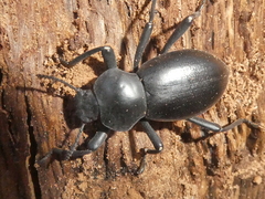 Coelocnemis dilaticollis