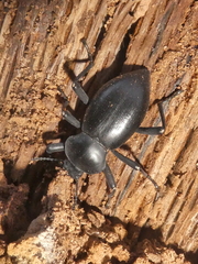 Coelocnemis dilaticollis