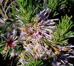 Isopogon asper