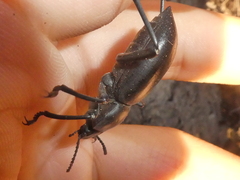 Coelocnemis dilaticollis