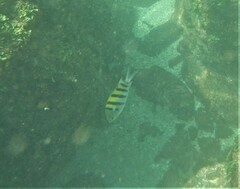 Abudefduf troschelii