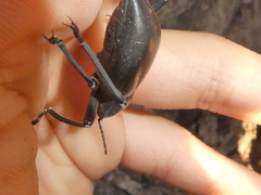 Coelocnemis dilaticollis