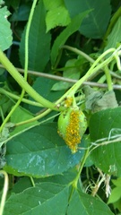 Cynanchum laeve