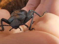 Coelocnemis dilaticollis