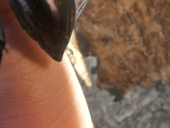 Coelocnemis dilaticollis