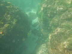 Abudefduf troschelii