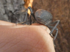 Coelocnemis dilaticollis