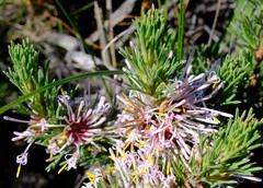 Isopogon asper