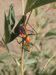 Poecilobdallus formosus