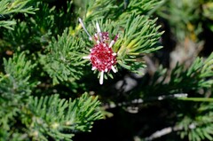 Isopogon asper