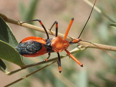 Poecilobdallus formosus