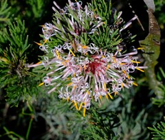 Isopogon asper
