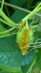 Aphis nerii