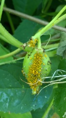 Aphis nerii