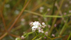 Galium debile