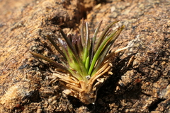 Colobanthus