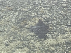 Myliobatis tenuicaudatus