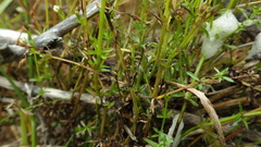 Galium debile