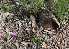 Brachyscome multifida