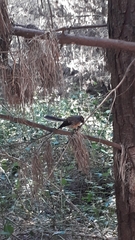 Rhipidura fuliginosa