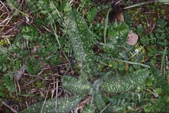 Echium asperrimum