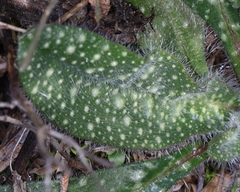 Echium asperrimum