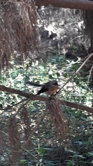 Rhipidura fuliginosa