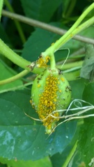 Aphis nerii
