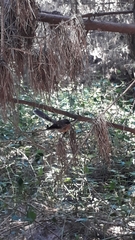 Rhipidura fuliginosa